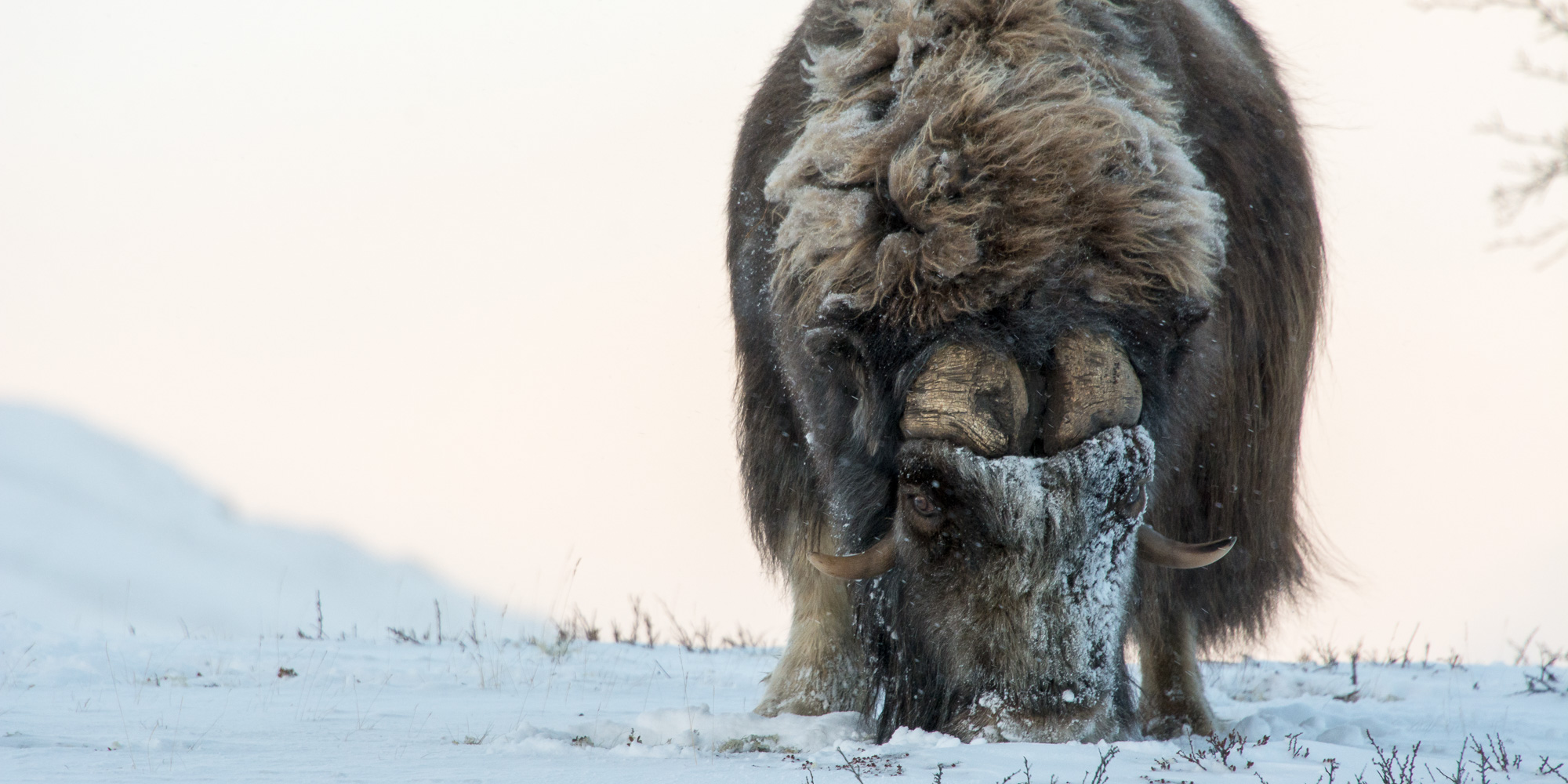 Moskus på Dovrefjell