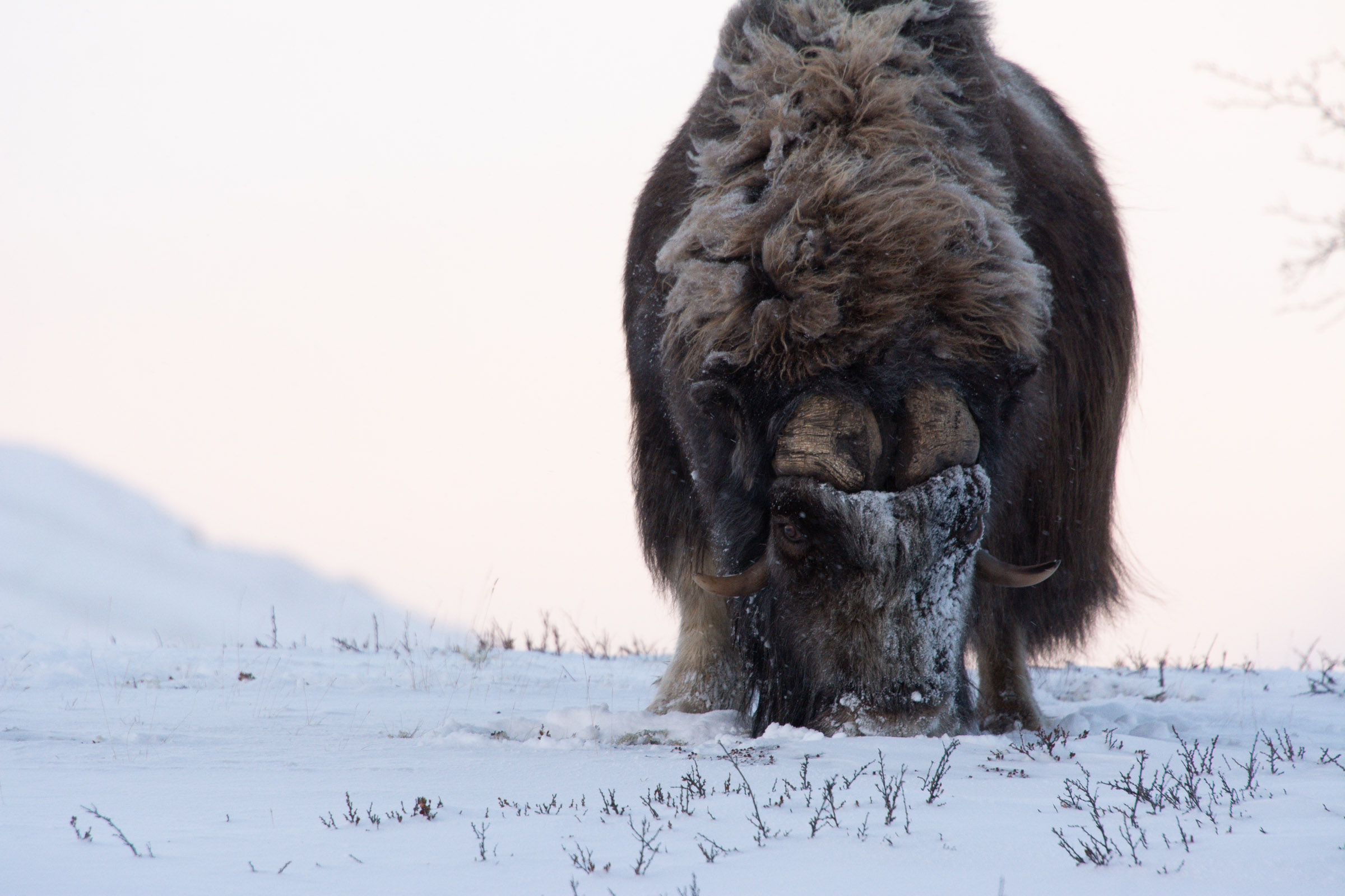 Moskus på Dovrefjell