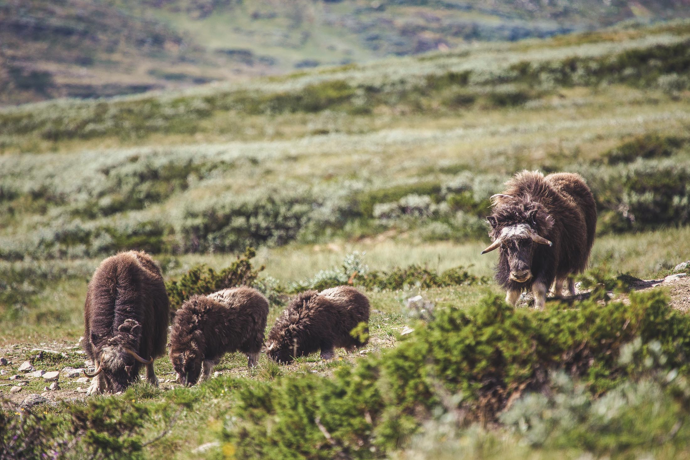 Moskus på Dovrefjell