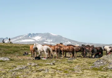 Fjellridning | Hjerkinn Fjellstue og Fjellridning