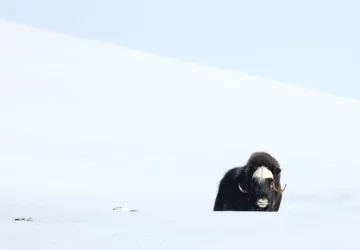 Moskussafari Vinter | Dovre og Lesja Aktiv