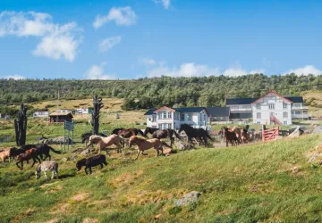 Hjerkinn Fjellstue & Fjellridning