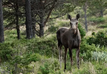 Elgsafari med Dovre og Lesja Aktiv
