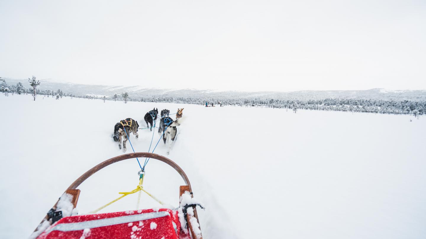 Hundekjøring i Sjodalen