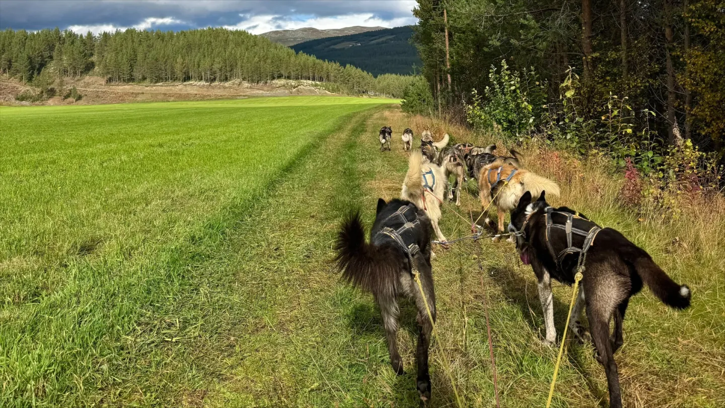 Hundekjøring sommer 